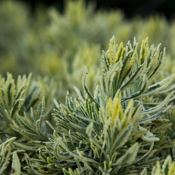 Plants in the Landscape