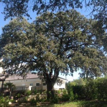 Tree Removal Austin - Certified Arbor Care (512) 671-8733