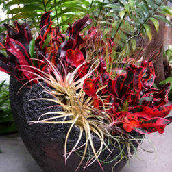 Container Arrangements - Plants
