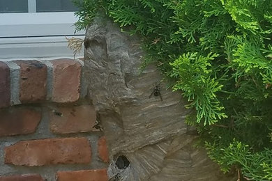Huge Wasp Nest Treatment