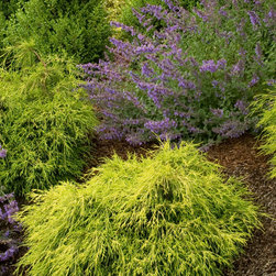 Sungold Thread-Branch Cypress - Plants
