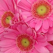 Susan Wilder's photo