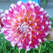 Julie Kotta's photo