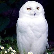 Joan Hornyak's photo