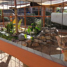 PETS CATS AND DOGS