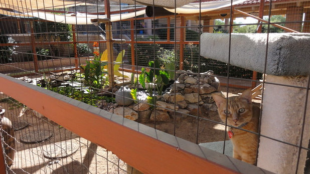 エクレクティック 庭 Kitty Enclosure