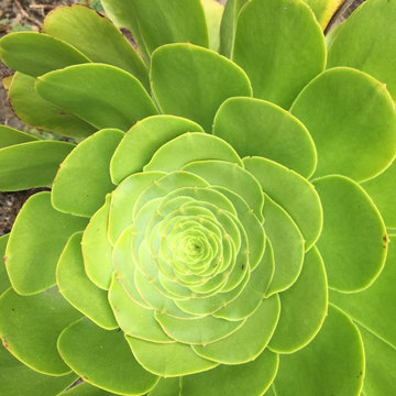 Feng Shui Oasis: Saucer Plant