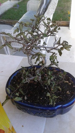 Lavender Star Flower Bonsai Dying (Grewia Occidentalis) | Houzz Forum