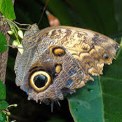 Foto di Deb Nicholson