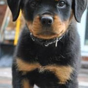Diane Finkle-Perazzo's photo