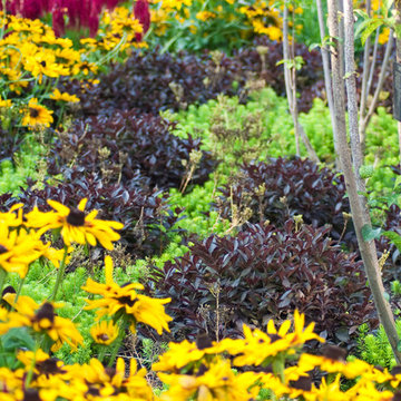 Midnight Wine® Weigela