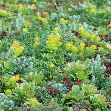 Living Roof