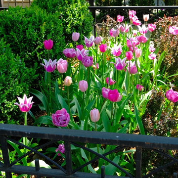 Spring Landscapes and Bulbs