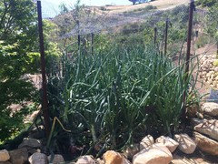 how to rabbit proof raised beds