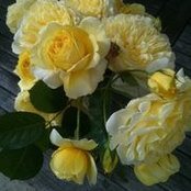 Tomi Fujimura's photo