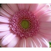 Jules Flower's photo