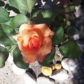 Twylia Marion's photo