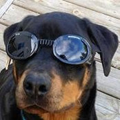 Tracie Strait's photo