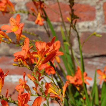 Walled town garden with views to a spectacular church