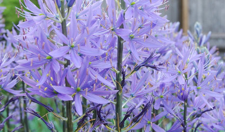 Beautify Your Garden With These 15 Blue Flowers