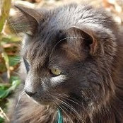 Elizabeth Mcfadden's photo