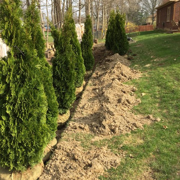 arborvitae hedge