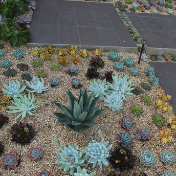 Front yard Succulents