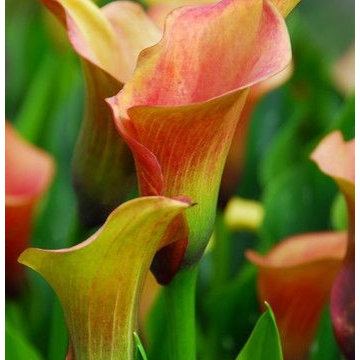 Zantedeschia (Calla Lilies)