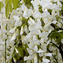flowers!