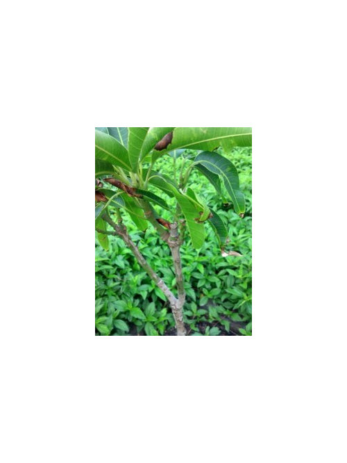 young mango not growing