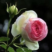 Foto von Amany Abozaid