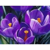Mary Ellen Condon's photo