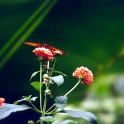 Butterfly on Flower - Artwork