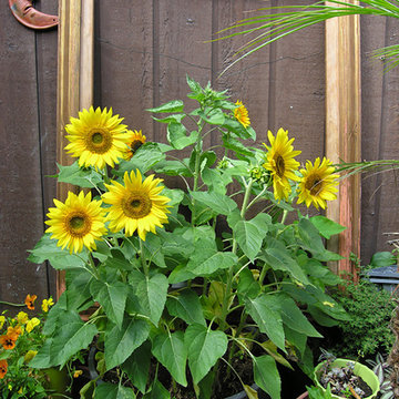 Container plantings and Edible container plantings | Artistry Landscaping Design