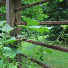 Mark's Landscape ideas