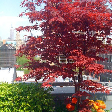 NYC Terrace Deck: Roof Garden, Container Plants, Japanese Maple, Boxwood