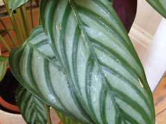 elefantenohr hängt Alocasia zebrina (Elefantenohr) (XS)