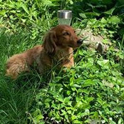 Ginger Domers foto