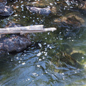 rosa smith's photo