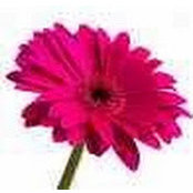 Adina Lerner's photo