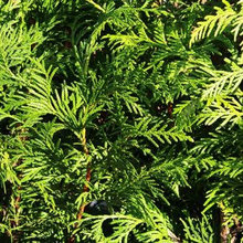 Privacy Hedge Selections