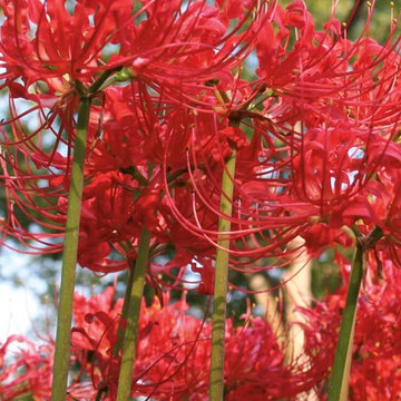 Red Spider Lily Lycoris radiata