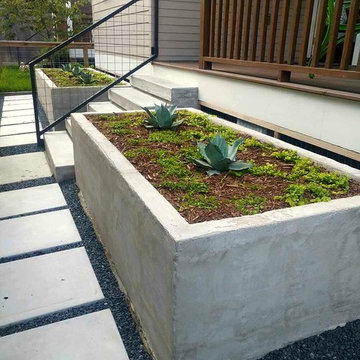 Clean Lines with Frost Blue Agave. Low water need garden!