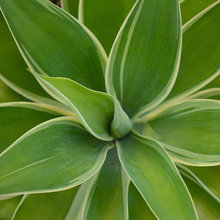 Plants
