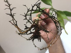 planter succulents 14
