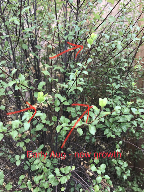 Pittosporum silver sheen Northern California help