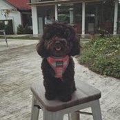 Photo de Qiuru Chen