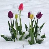Bonnie Kizer's photo