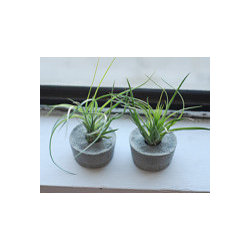 Handmade Concrete Planters - Outdoor Products