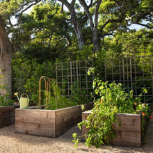 Garden/Backyard